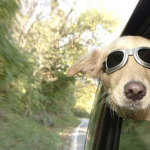 como-deshacerse-del-olor-a-perro-del-coche